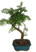 Metasequoia - sekvoj 505 - venkovní bonsaje