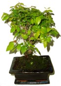 Pokojová bonsai Sagerethia thea 296