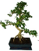 Pokojová bonsaj Carmona microphylla - čaj fuki 385