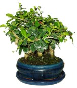 Carmona microphylla - čaj fuki 158 - bonsai stromořadí