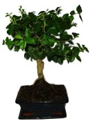 Ligustrum chinensis ptačí zob 433kwe