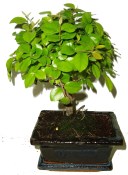 Pokojová bonsai Sagerethia thea 228
