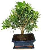 Podocarpus - Kamenný tis 755
