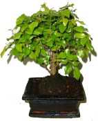 Pokojová bonsai Sagerethia thea 319