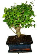 Ligustrum chinensis ptačí zob 433kwe