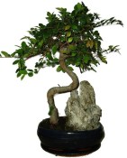 Serissa foetida - strom tísíce hvězd 387