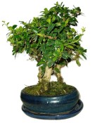 Carmona microphylla - čaj fuki 158 - bonsai stromořadí