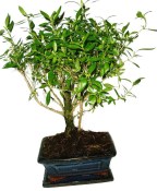 Serissa foetida - strom tísíce hvězd 932