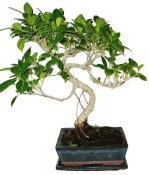 Ficus retusa - fíkovník - bonsai 441kwe