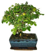 Pokojová bonsai - Sagerethia thea 367