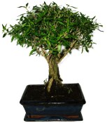 Serissa foetida - strom tísíce hvězd 932