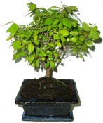 Pokojová bonsai Sagerethia thea 811 - prochází obměnou listů