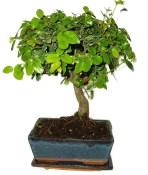 Pokojová bonsai - Sagerethia thea 367