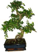 Serissa foetida - strom tísíce hvězd 387