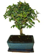 Pokojová bonsai - Sagerethia thea 367