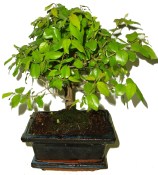 Sagerethia thea - 685 - bonsai