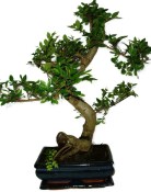 Serissa foetida - strom tísíce hvězd 387