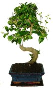 Ligustrum chinensis ptačí zob 433kwe