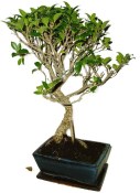Ficus retusa - fíkovník - bonsai 441kwe