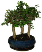 Zelkova 488 - stromořadí - pokojová bonsaj 