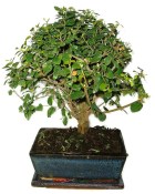 Pokojová bonsai - Sagerethia thea 367