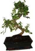 Tlustice - Portulacaria Afra 412kwe
