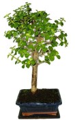 Tlustice - Portulacaria Afra 412kwe