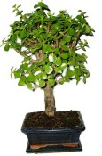 Tlustice - Portulacaria Afra 412kwe