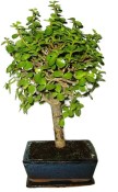 Tlustice - Portulacaria Afra 412kwe