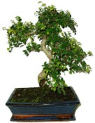 Caragona spinosa - čínský pepř 362 - bonsai