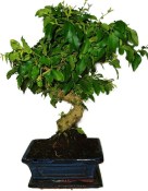 Ligustrum chinensis ptačí zob 433kwe