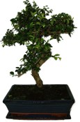 Caragona spinosa - čínský pepř 362 - bonsai