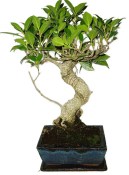 Ficus retusa - fíkovník - bonsai 441kwe