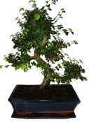 Caragona spinosa - čínský pepř 362 - bonsai