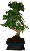 Ligustrum chinensis ptačí zob 433kwe