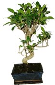 Ficus retusa - fíkovník - bonsai 441kwe