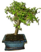 Zelkova 413 - pokojové bonsaje