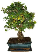 Pokojová bonsai - Sagerethia thea 367