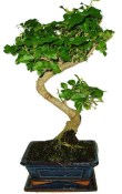 Ligustrum chinensis ptačí zob 433kwe