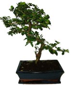 Pokojová bonsaj Carmona microphylla - čaj fuki 385