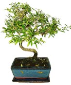 Serissa foetida - strom tísíce hvězd 426