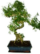 Serissa foetida - strom tísíce hvězd 387