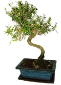 Serissa foetida - strom tísíce hvězd 426