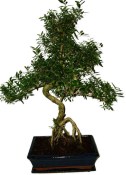 Serissa foetida - strom tísíce hvězd 932