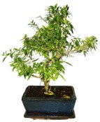 Serissa foetida - strom tísíce hvězd 426