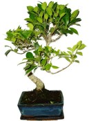 Ficus retusa - fíkovník - bonsai 415