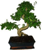 Ligustrum chinensis ptačí zob 816