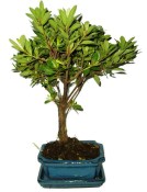 Venkovní bonsaje - Azalka - Rhododendron 455