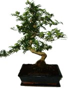 Ficus retusa - fíkovník - bonsai 441kwe