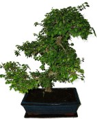 Zelkova 450kwe - pokojové bonsaje 